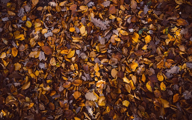  leaves-1246616_640